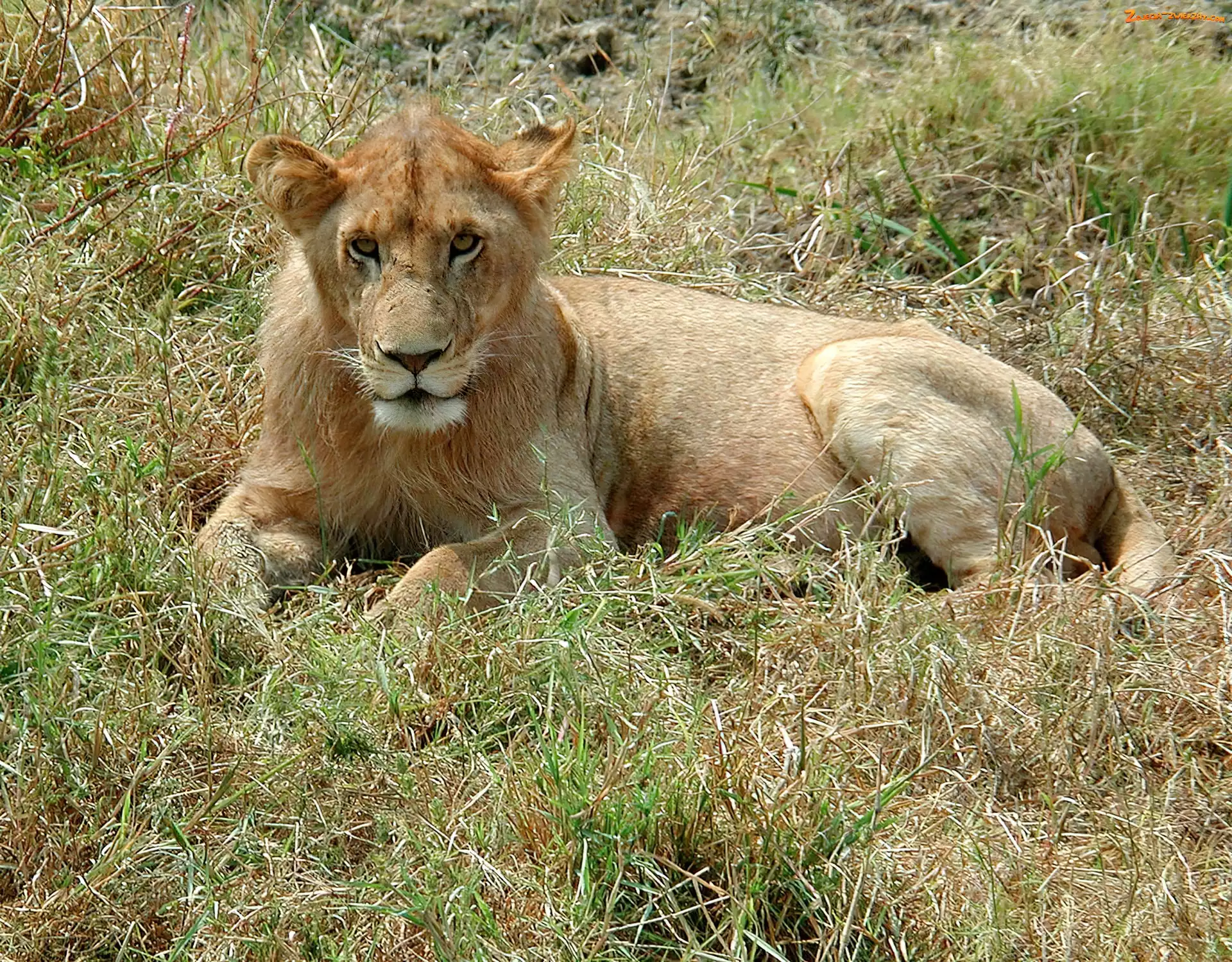 Leżący, Lew