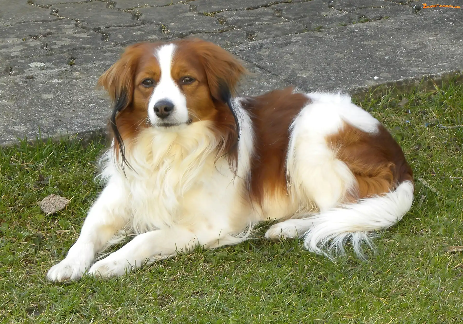 leżący, Kooikerhondje, piękny, Płochacz holenderski