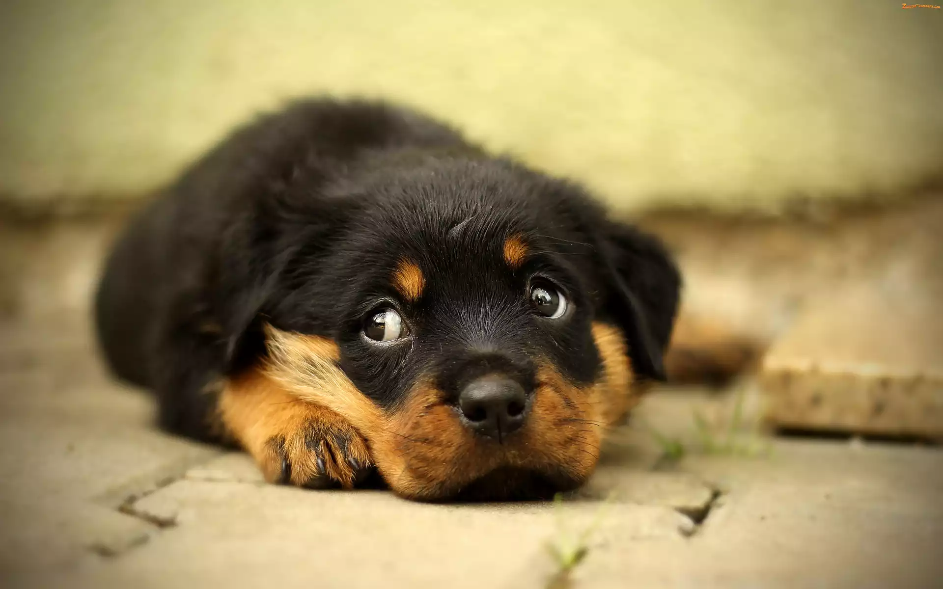 Szczeniak, Leżący, Rottweiler