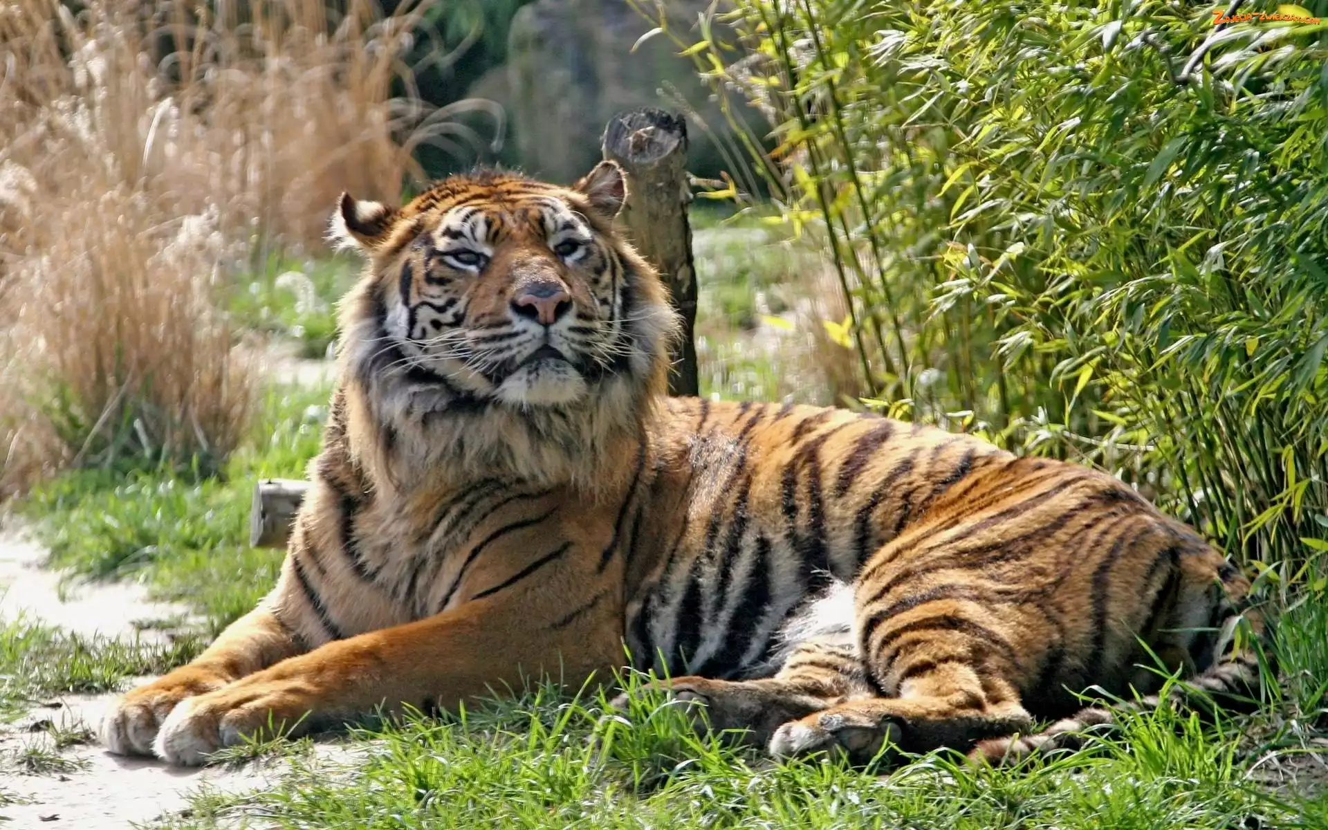 Trawy, Leżący, Tygrys