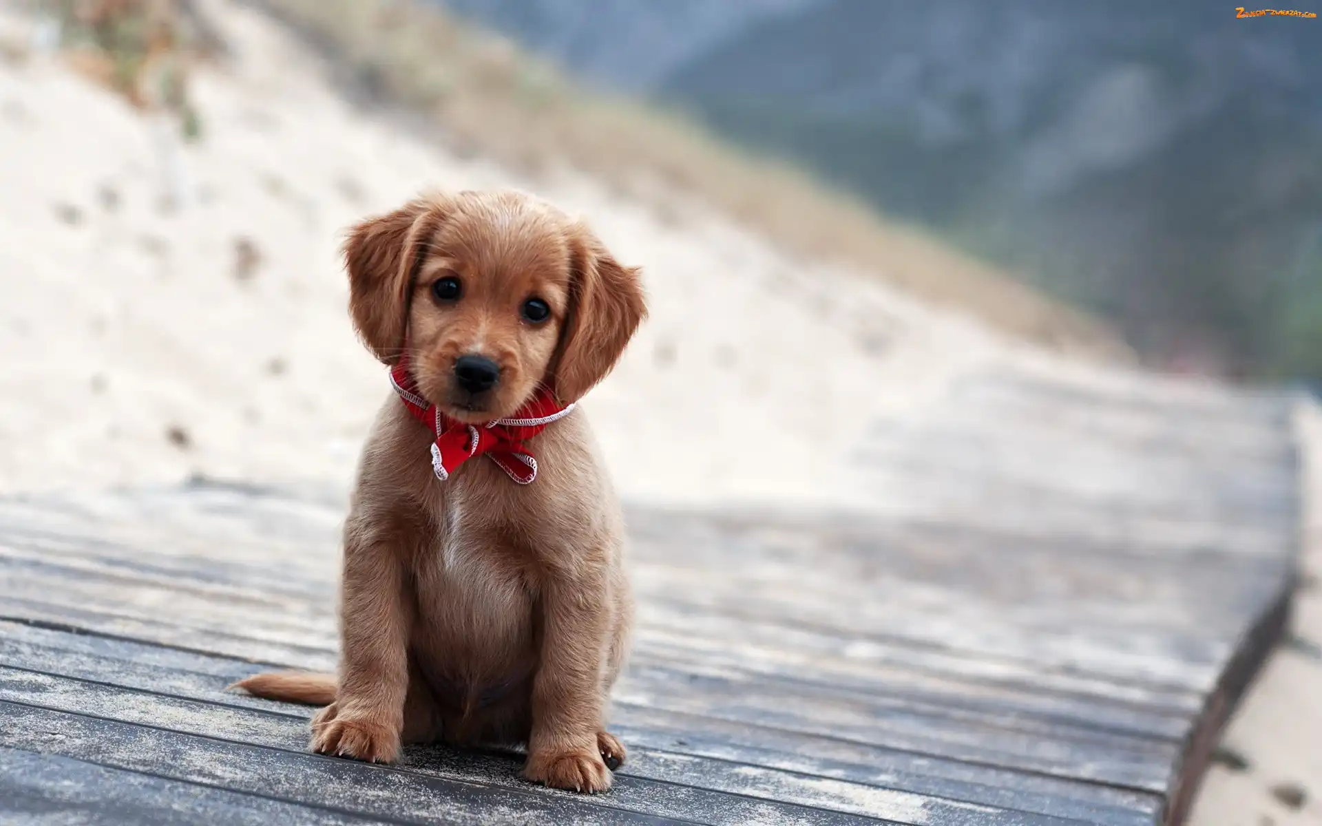 Pies, Golden retriever, Śliczny, Szczeniak