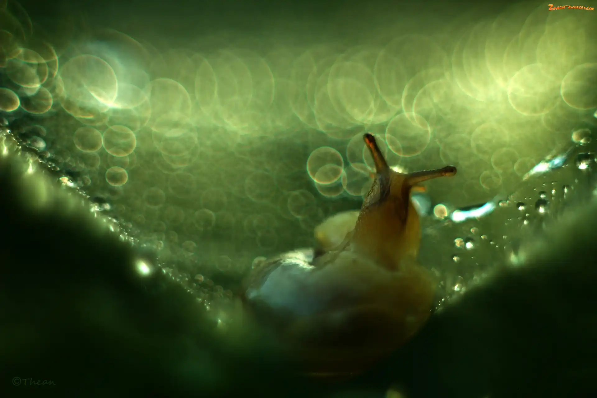 Åšlimak, Bokeh