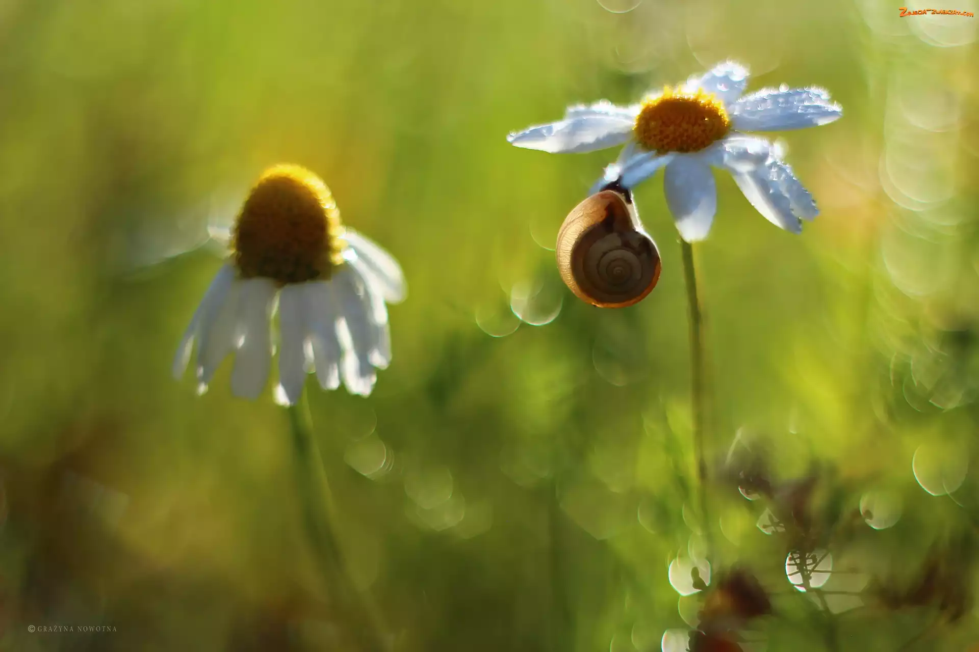 Bokeh, Ślimak, Margerytka