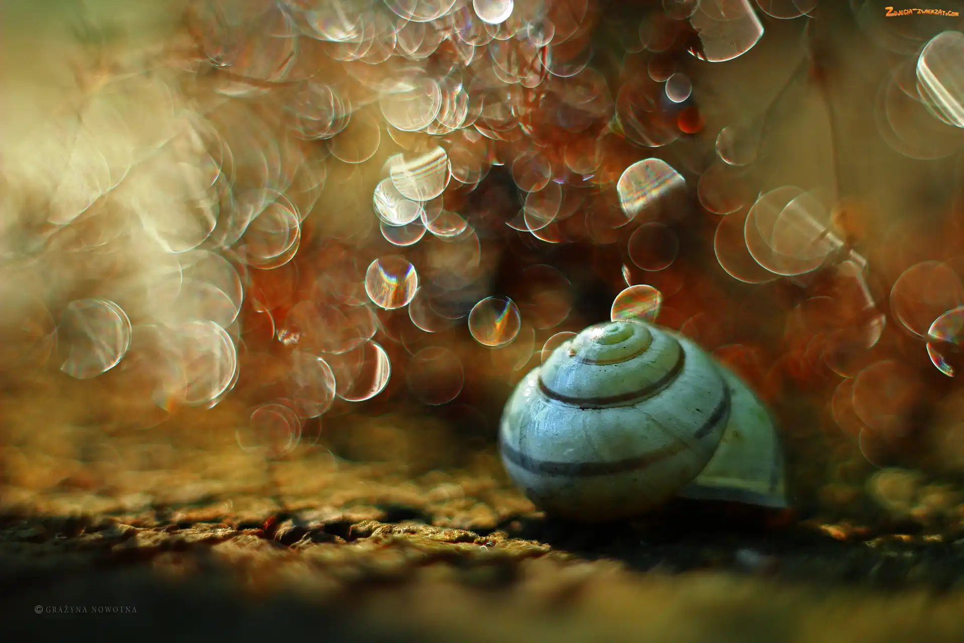 Bokeh, Åšlimak, Muszelka