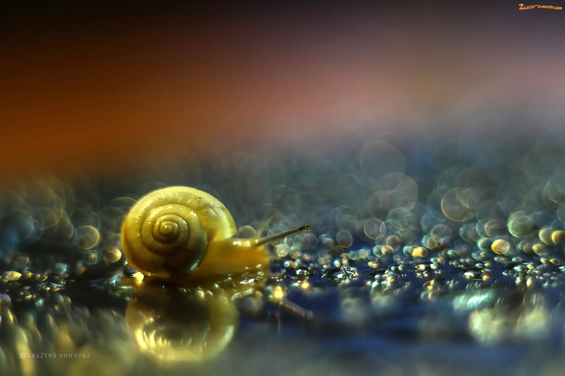 Bokeh, Åšlimak, Muszla