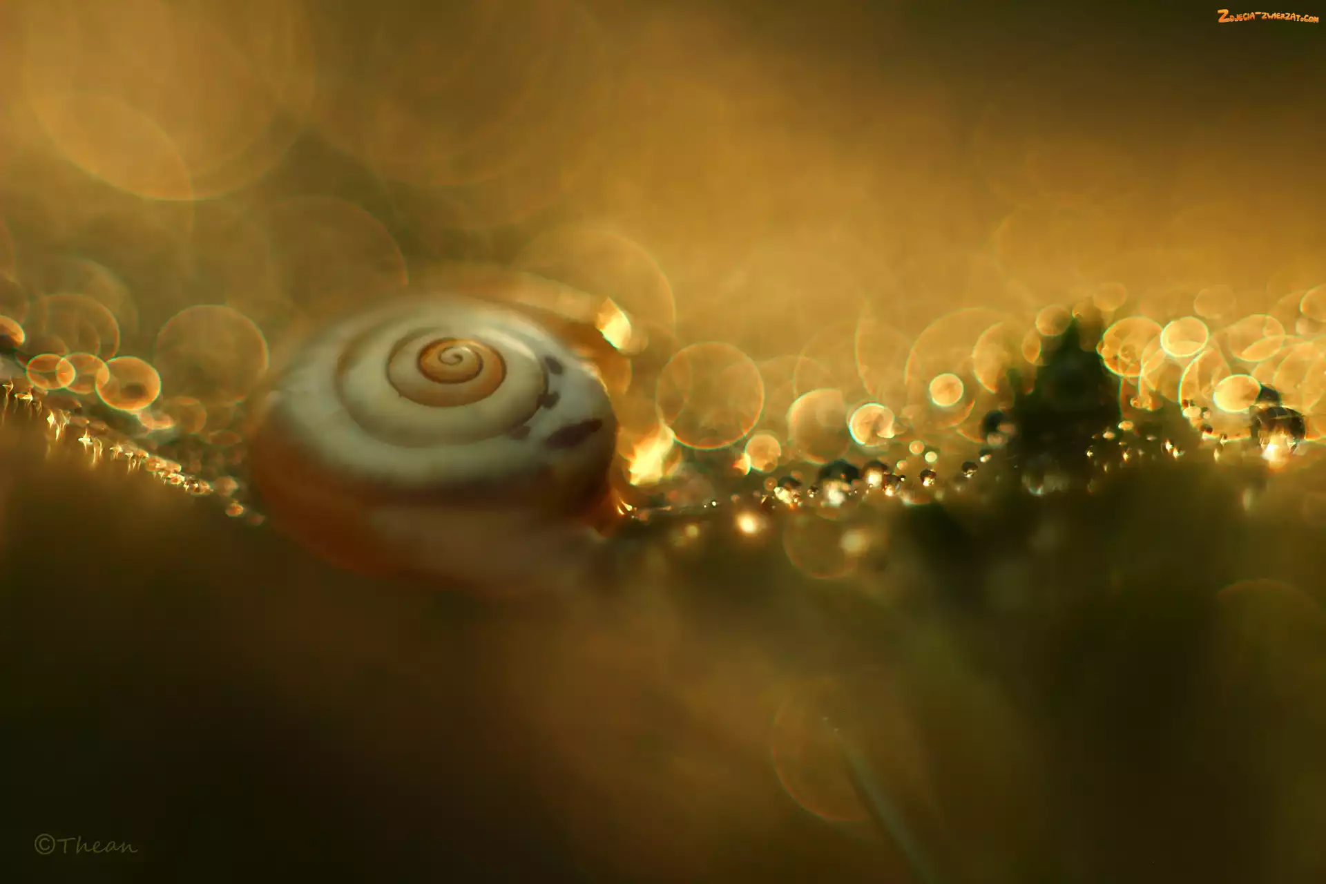 Bokeh, Åšlimak, Muszla