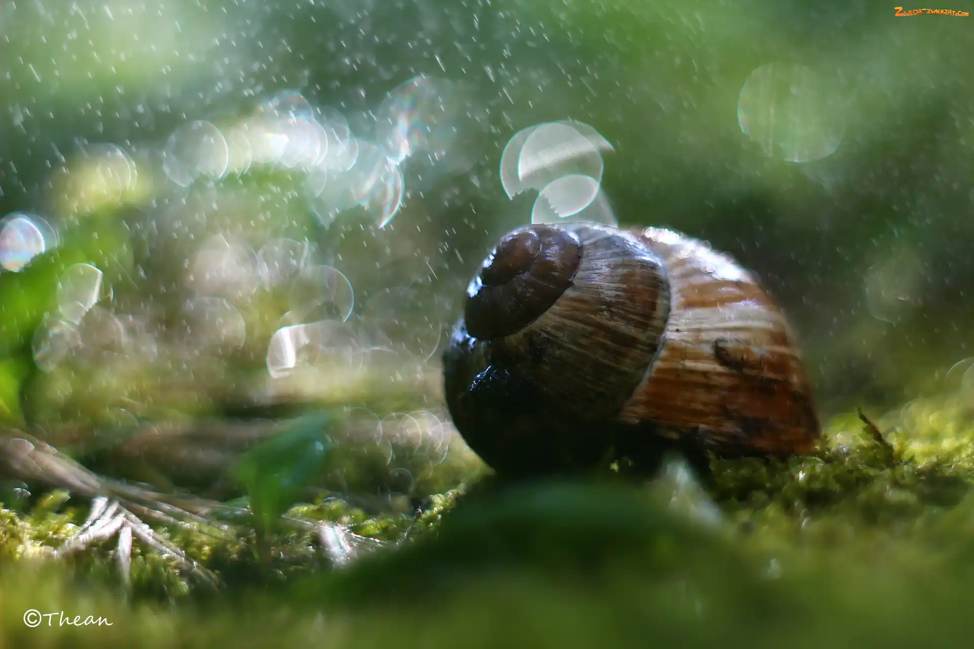 Bokeh, Åšlimak, Muszla