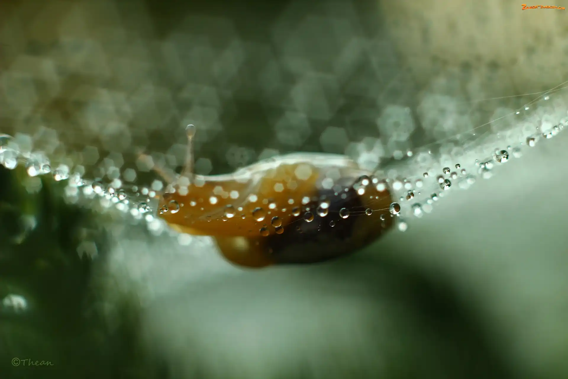Bokeh, Ślimak, Pajęczyna