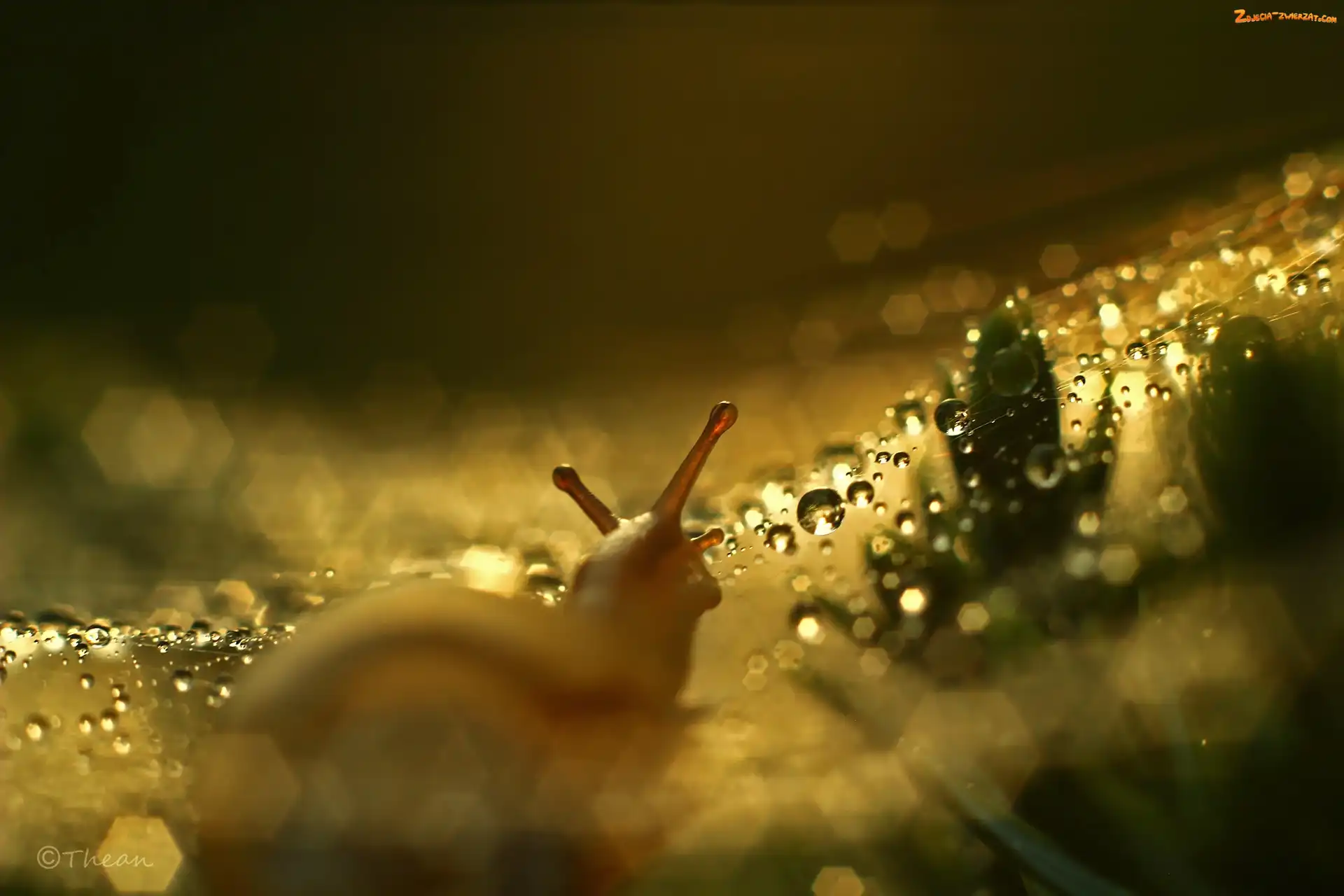 Bokeh, Ślimak, Rogi