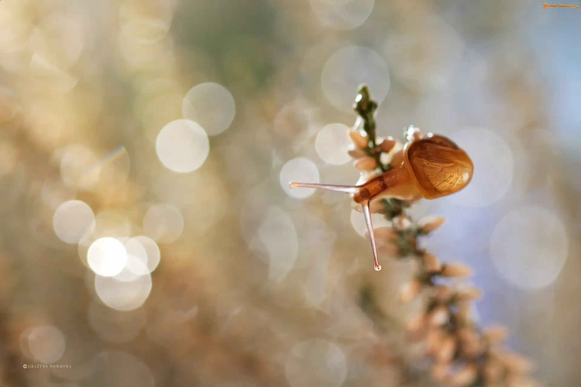 Bokeh, Ślimak, Wrzos