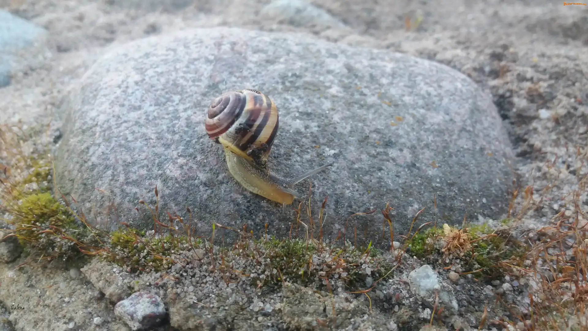 Kamień, Ślimak, Makro