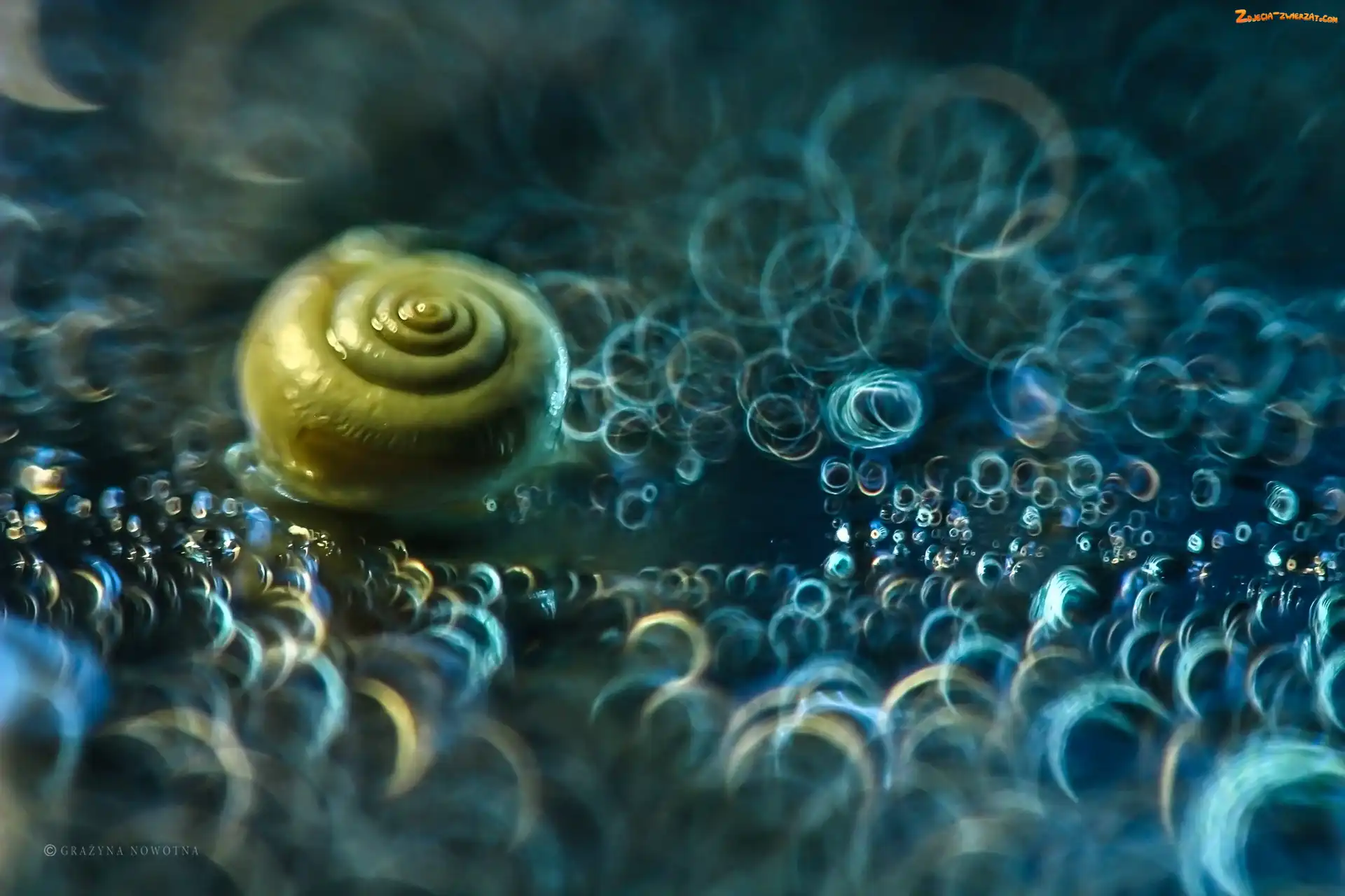 Makro, Ślimak, Bokeh