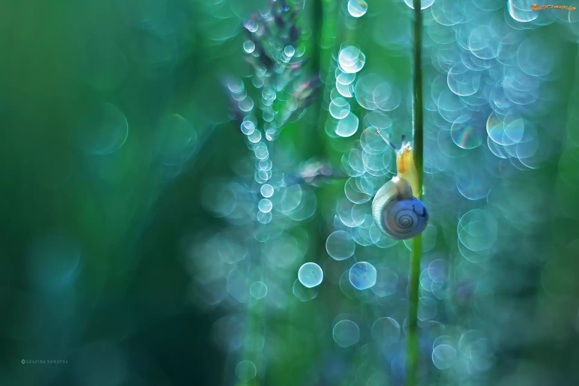 Rośliny, Ślimak, Bokeh