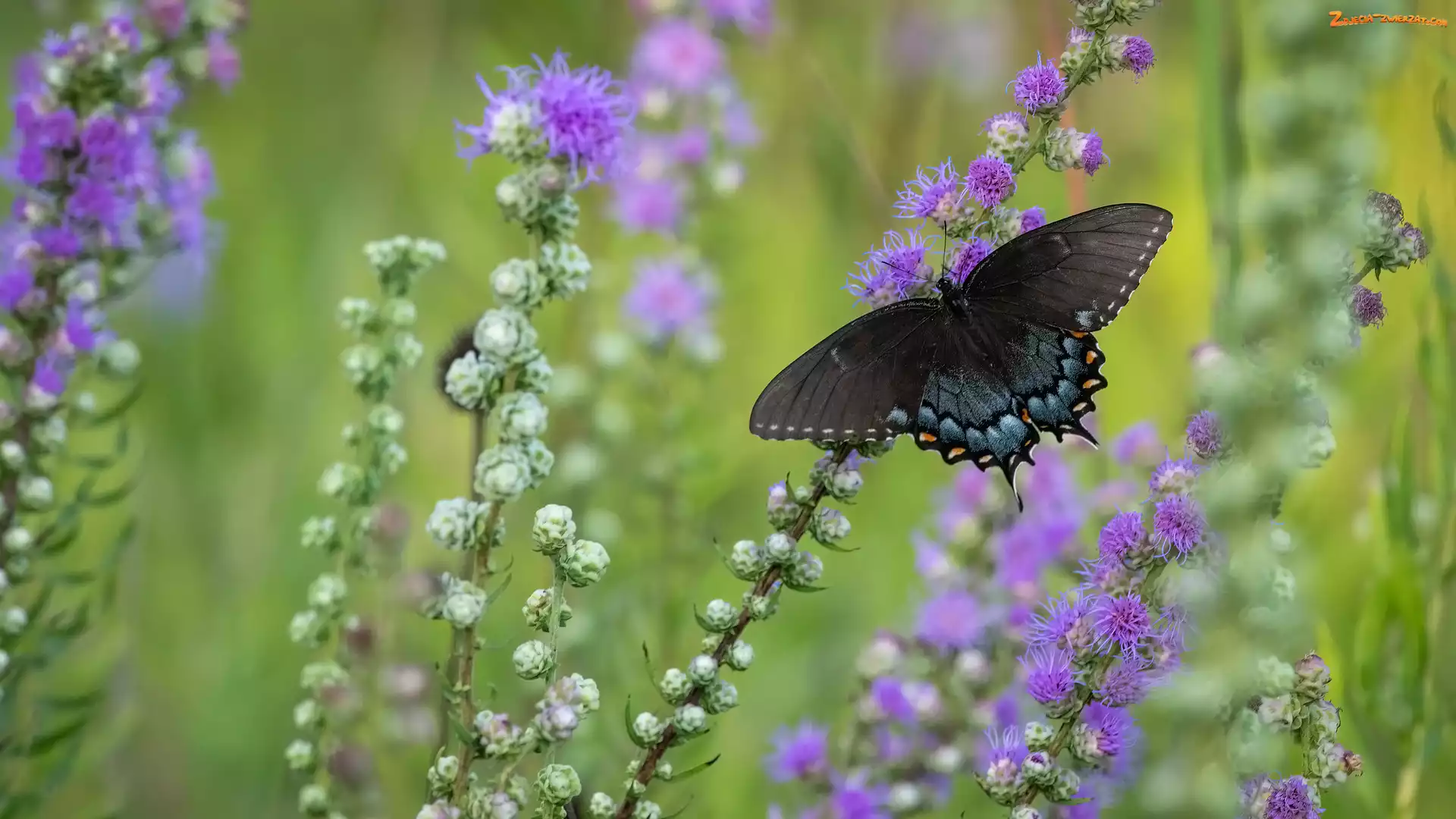 Kwiaty, Motyl, Paź linderowiec