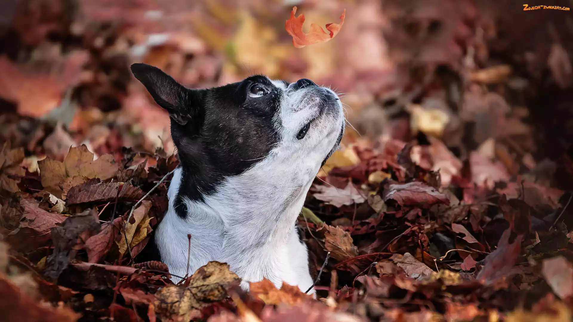 Liść, Pies, Boston terrier