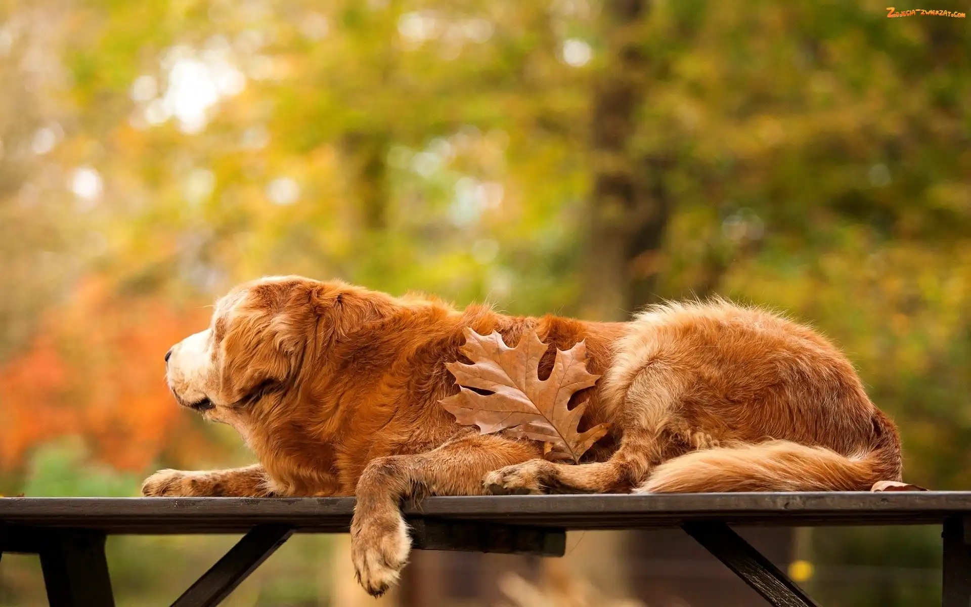 Liść, Ławka, Retriever, Golden, Park