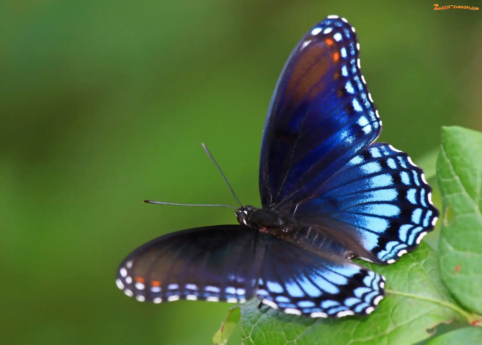 Liść, Owad, Motyl, Kolorowe