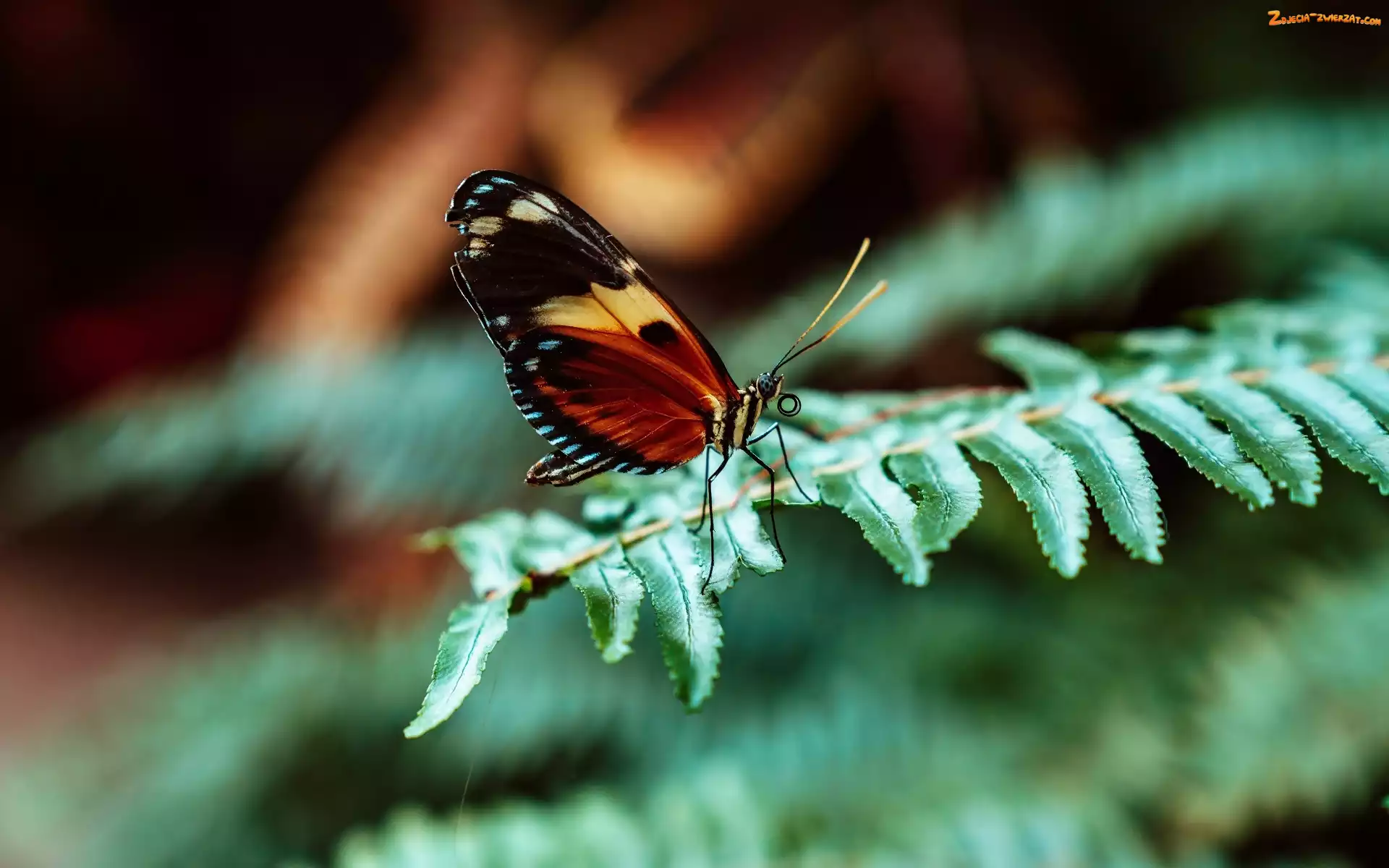 Motyl, Liść, Paproć