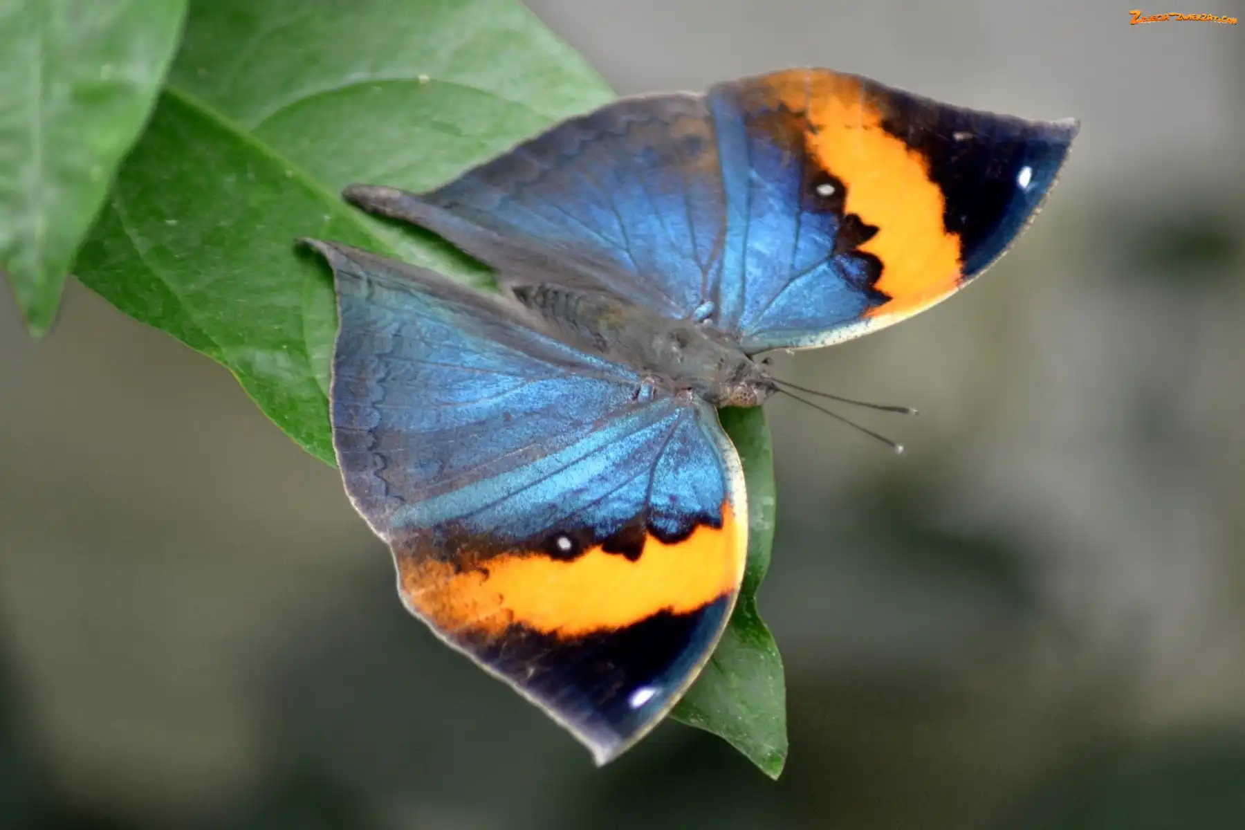 Liść, Motyl, Zielony, Kolorowy