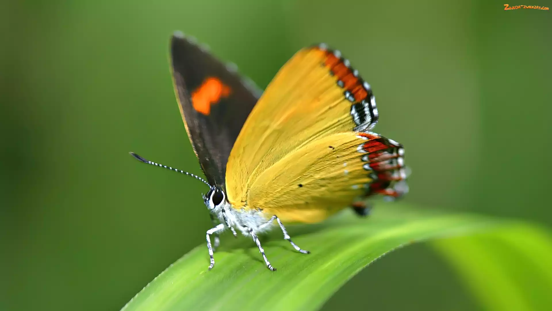 Liść, Motyl, Zielony, Żółty