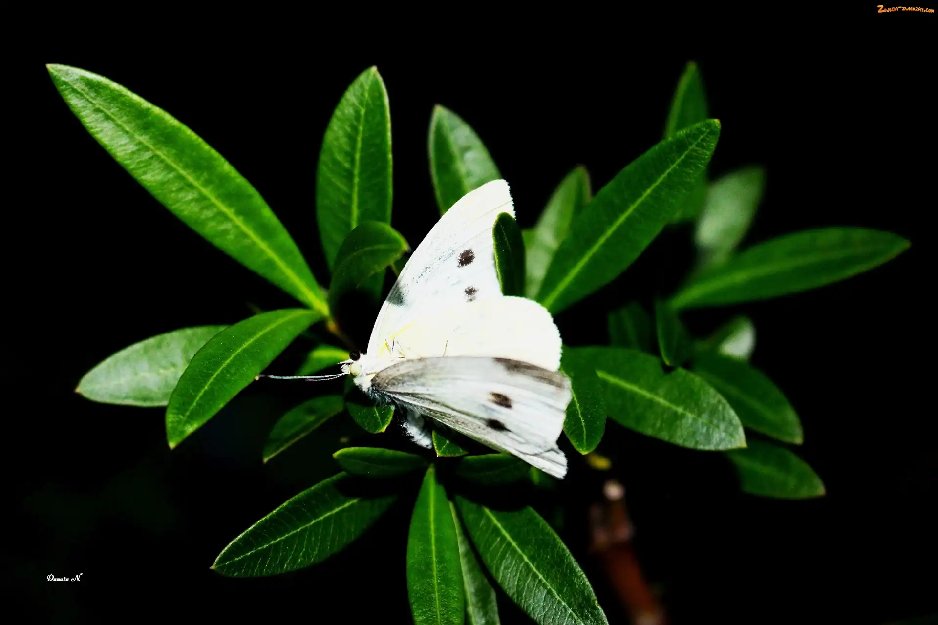 Bielinek, Liście, Motyl