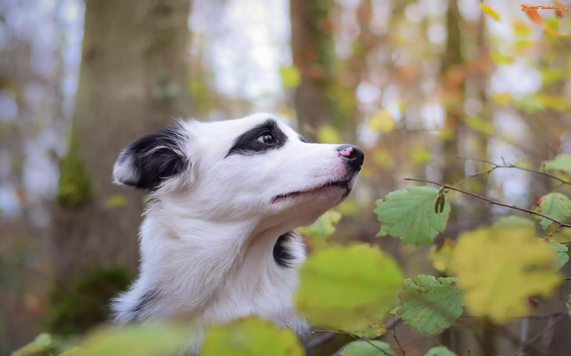 Liście, Głowa, Border collie
