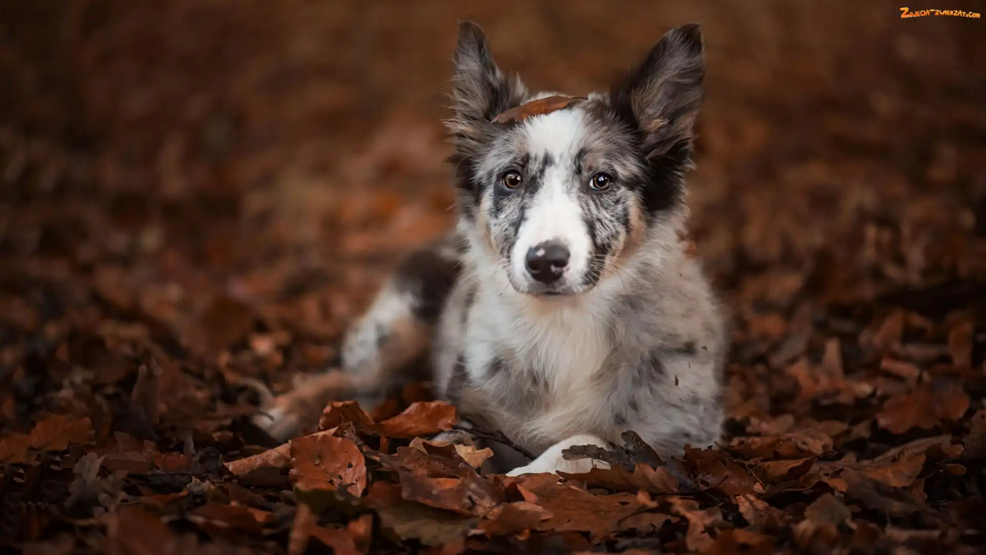 Liście, Leżący, Border collie