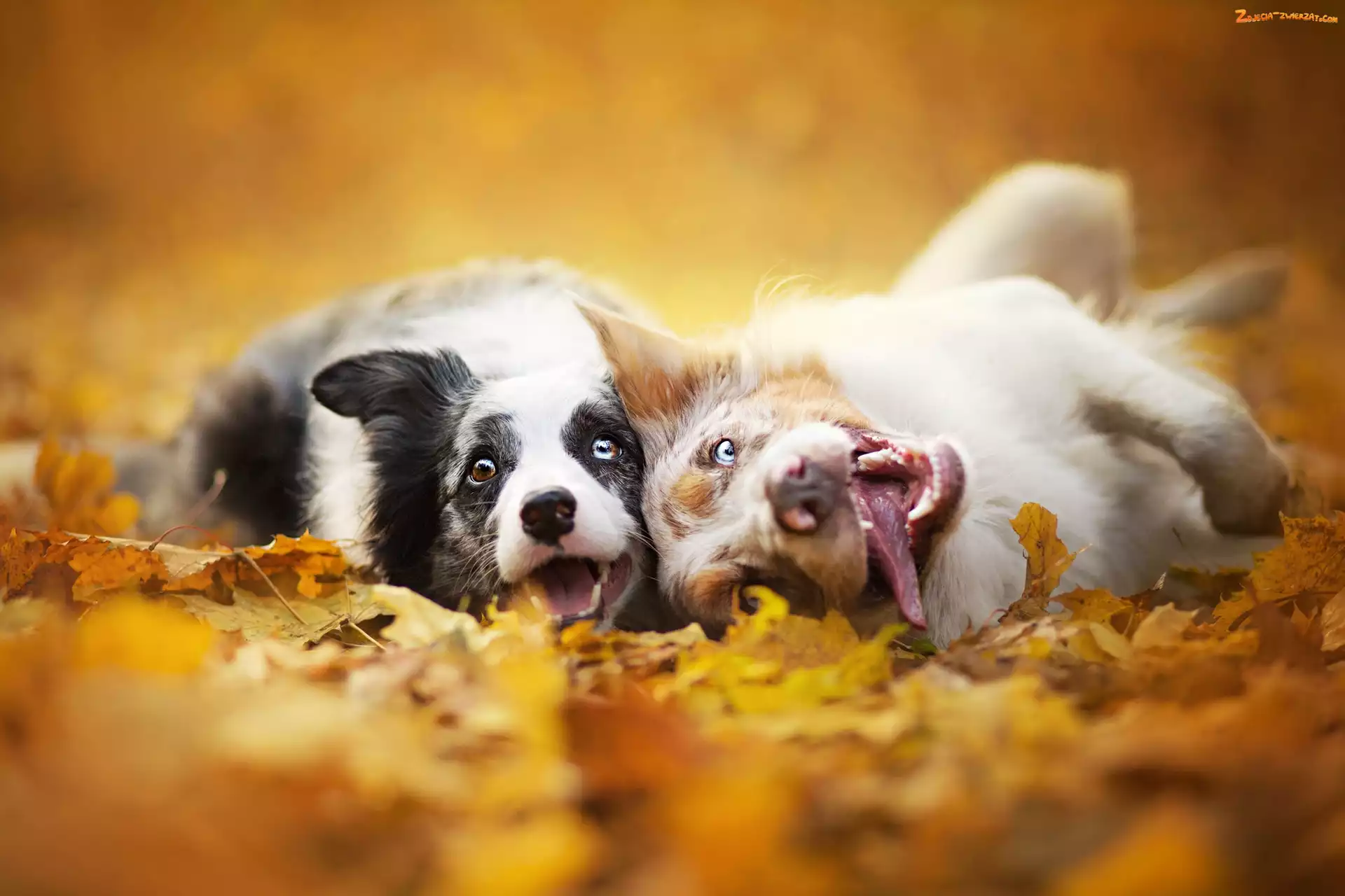 Liście, Psy, Border collie