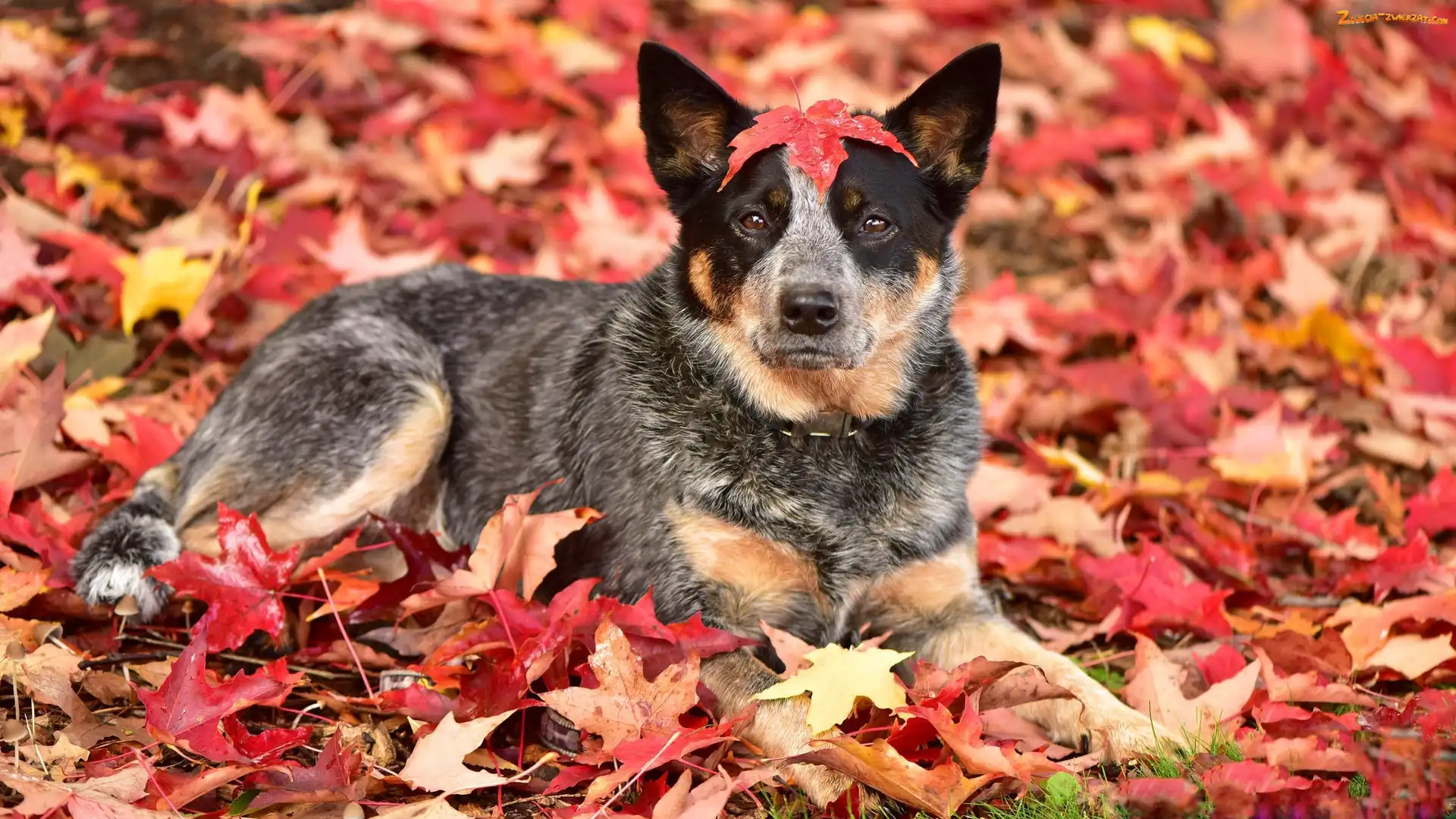 Liście, Pies, Australian cattle dog