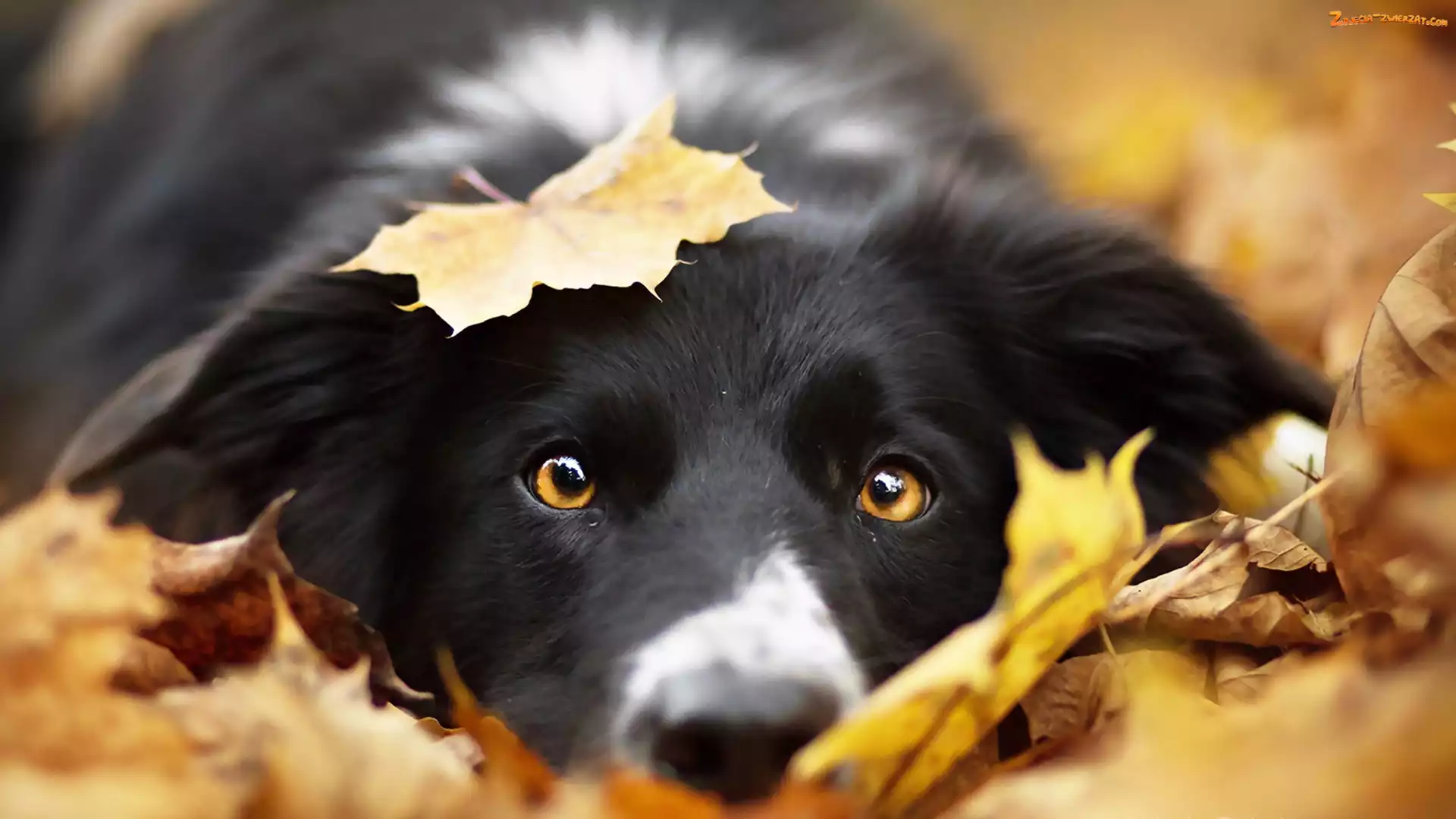 Liście, Border collie, Głowa