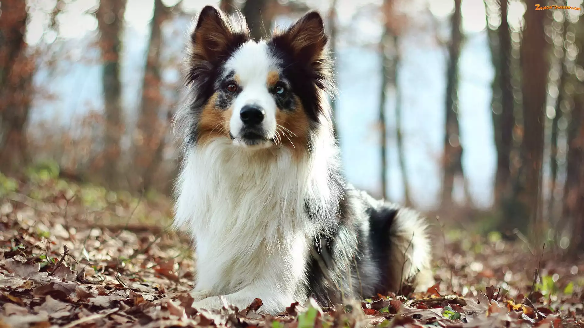Liście, Border collie, Las
