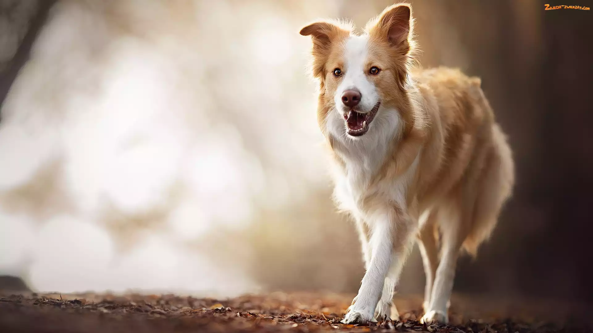 Liście, Border collie, Pies