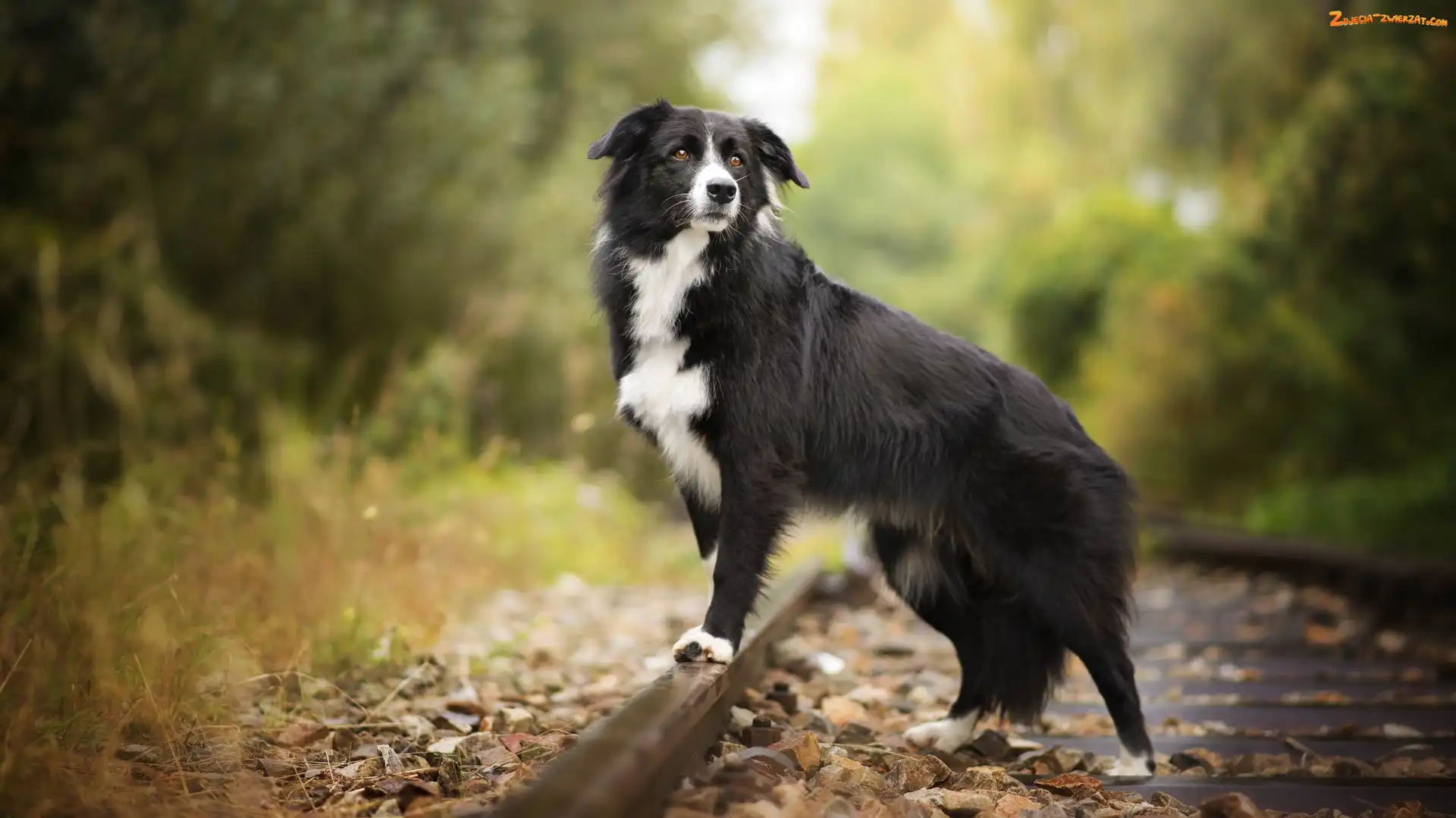 Liście, Border collie, Tory