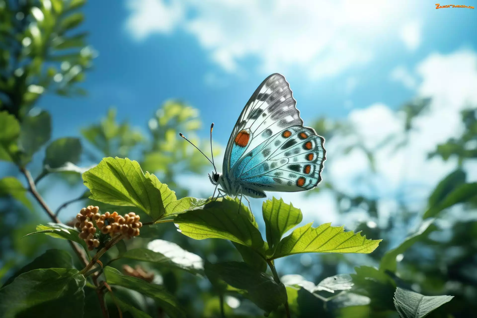 Niebo, Liście, Grafika, Motyl, Roślina