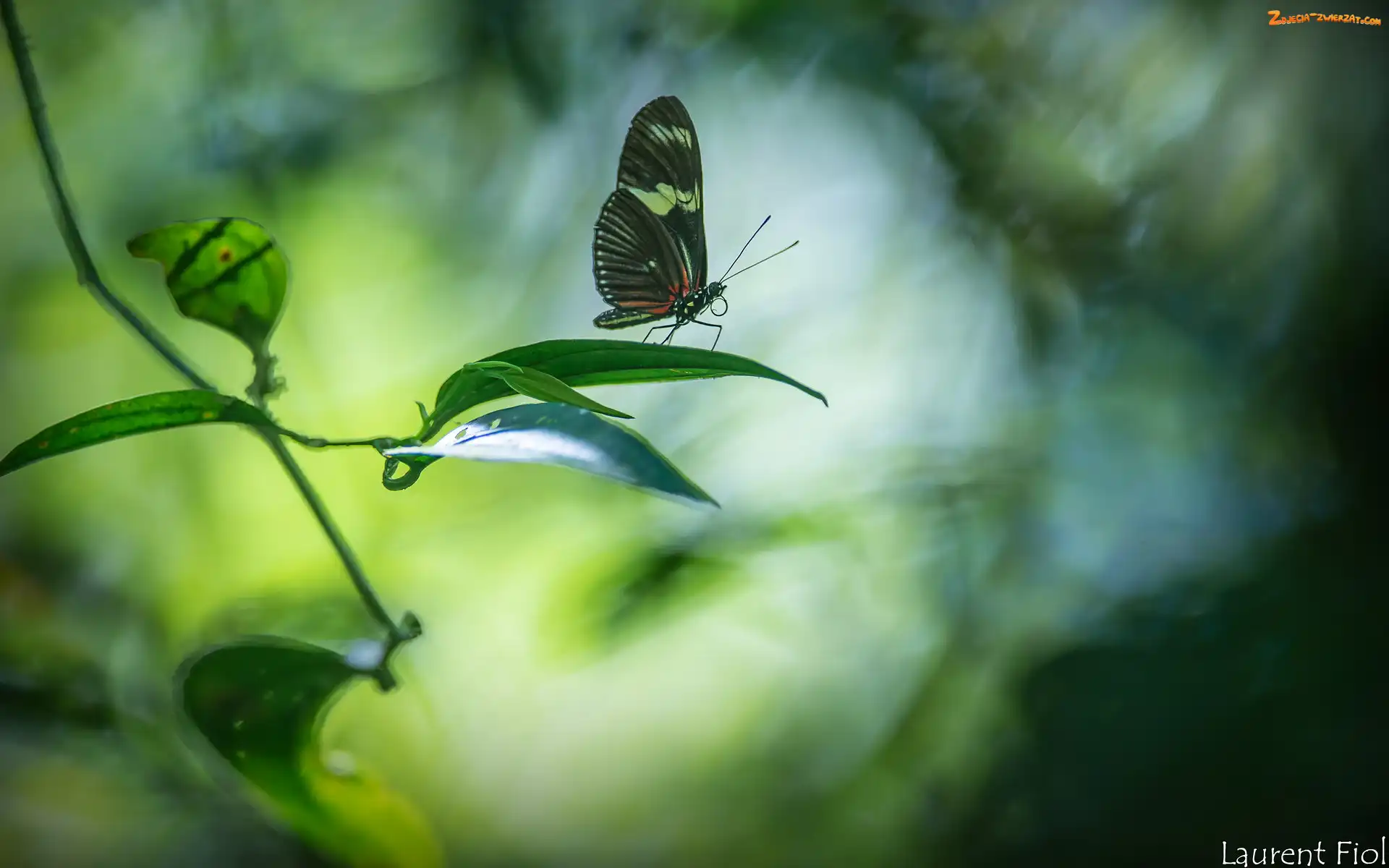 Liście, Gałązka, Motyl, Egzotyczny, Heliconius hortense