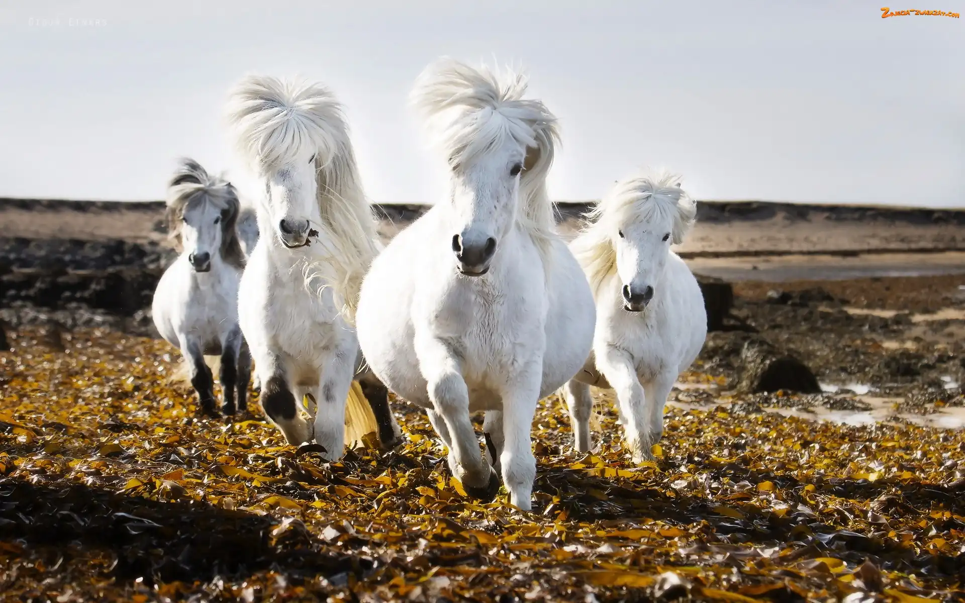 Liście, Białe Konie, Galop