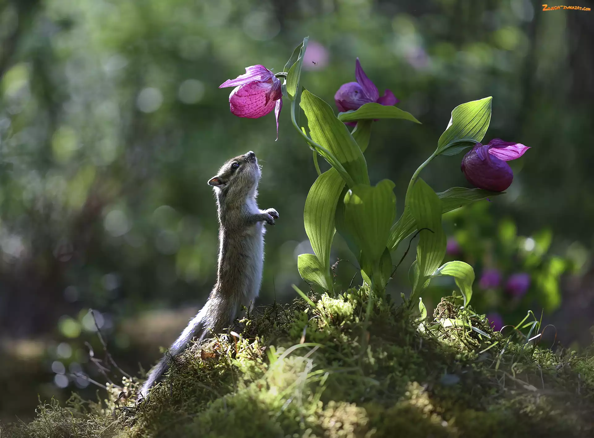 Liście, Fioletowe, Światło, Chipmunk, Kwiaty, Pręgowiec
