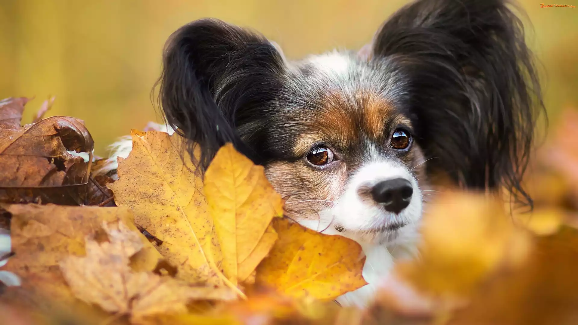 Liście, Pies, Spaniel kontynentalny miniaturowy Papillon