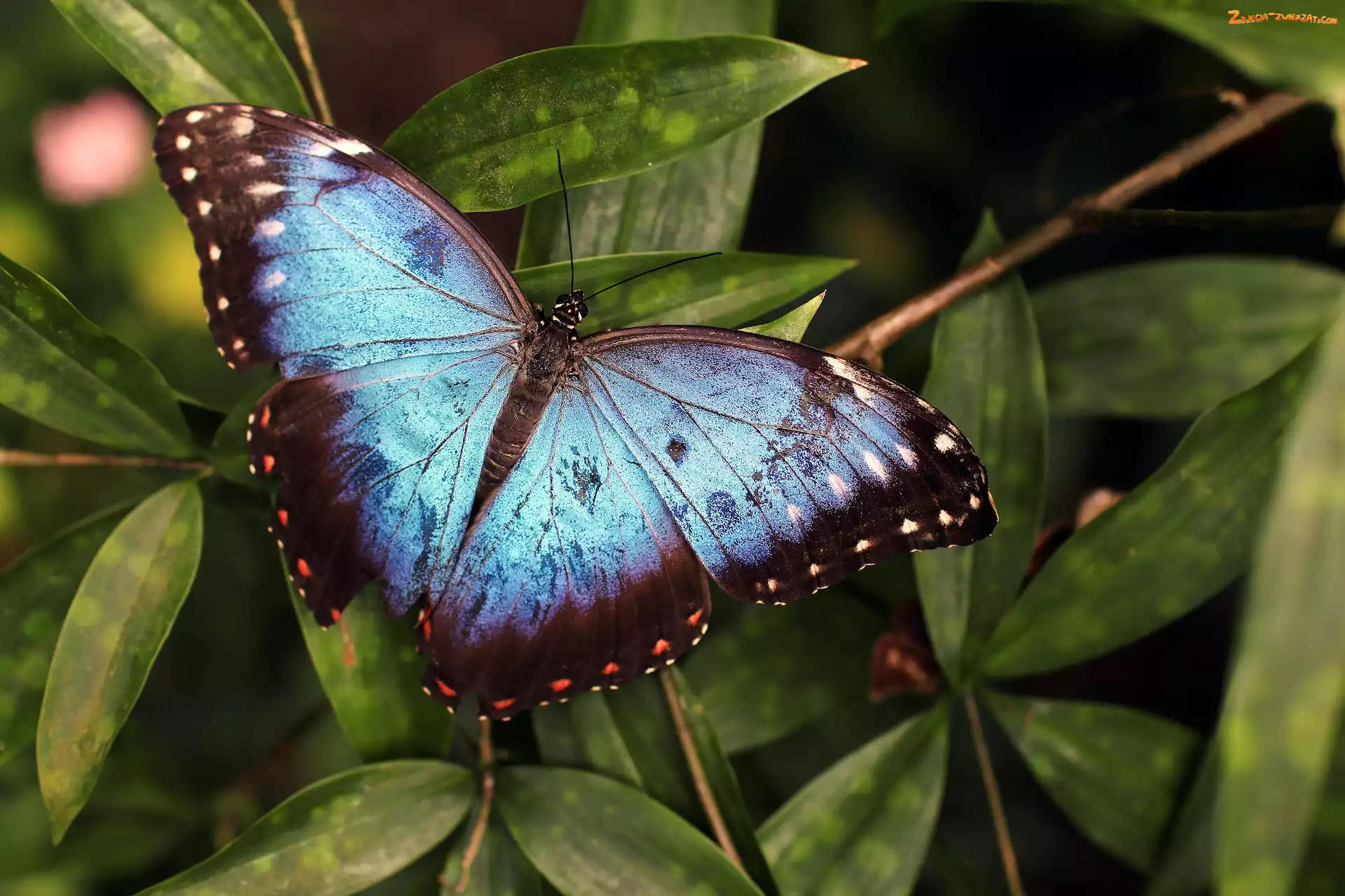 Niebiesko-czarny, Motyl, Liście, Morpho peleides