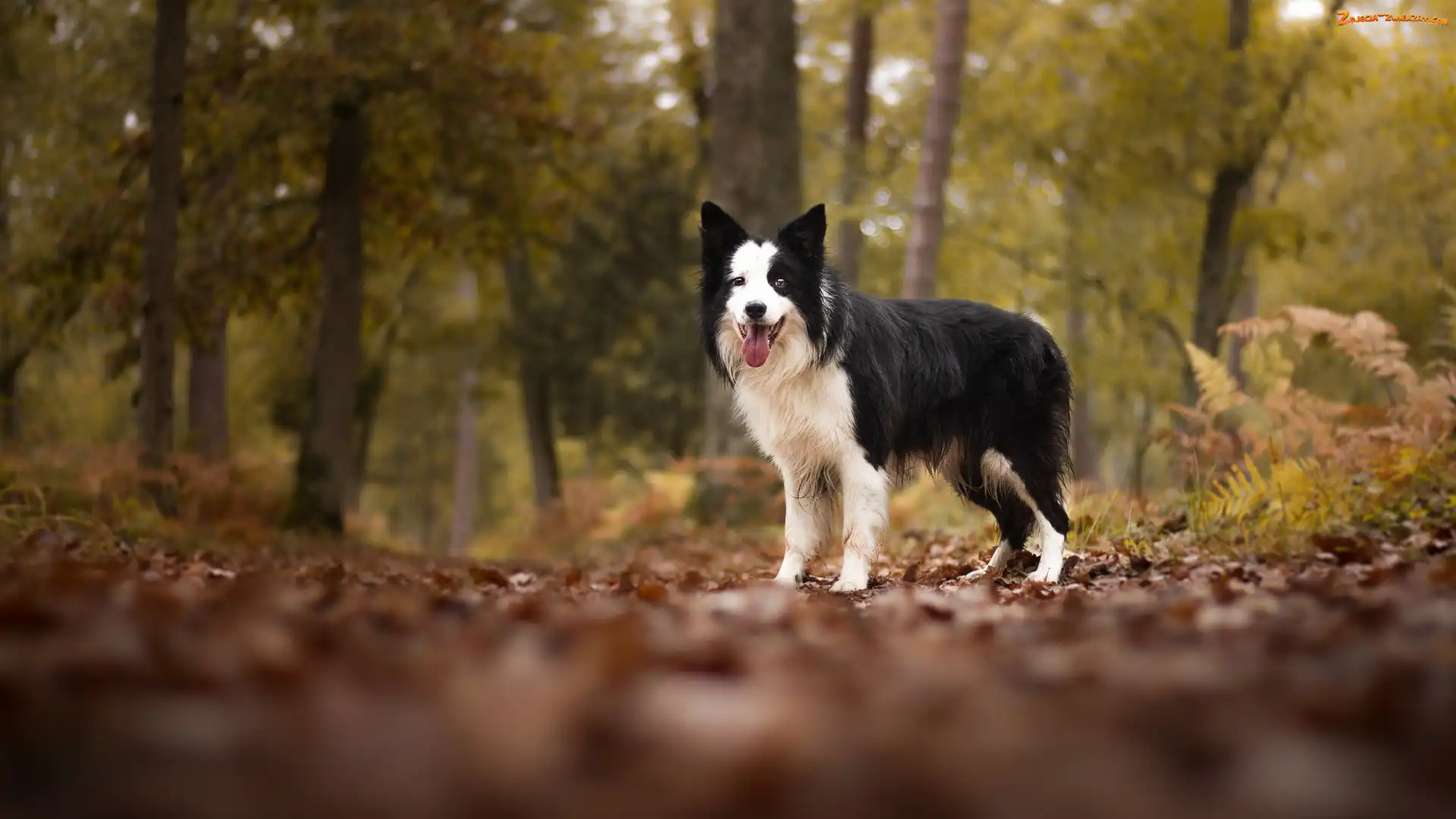 Liście, Drzewa, Border collie, Pies, Las