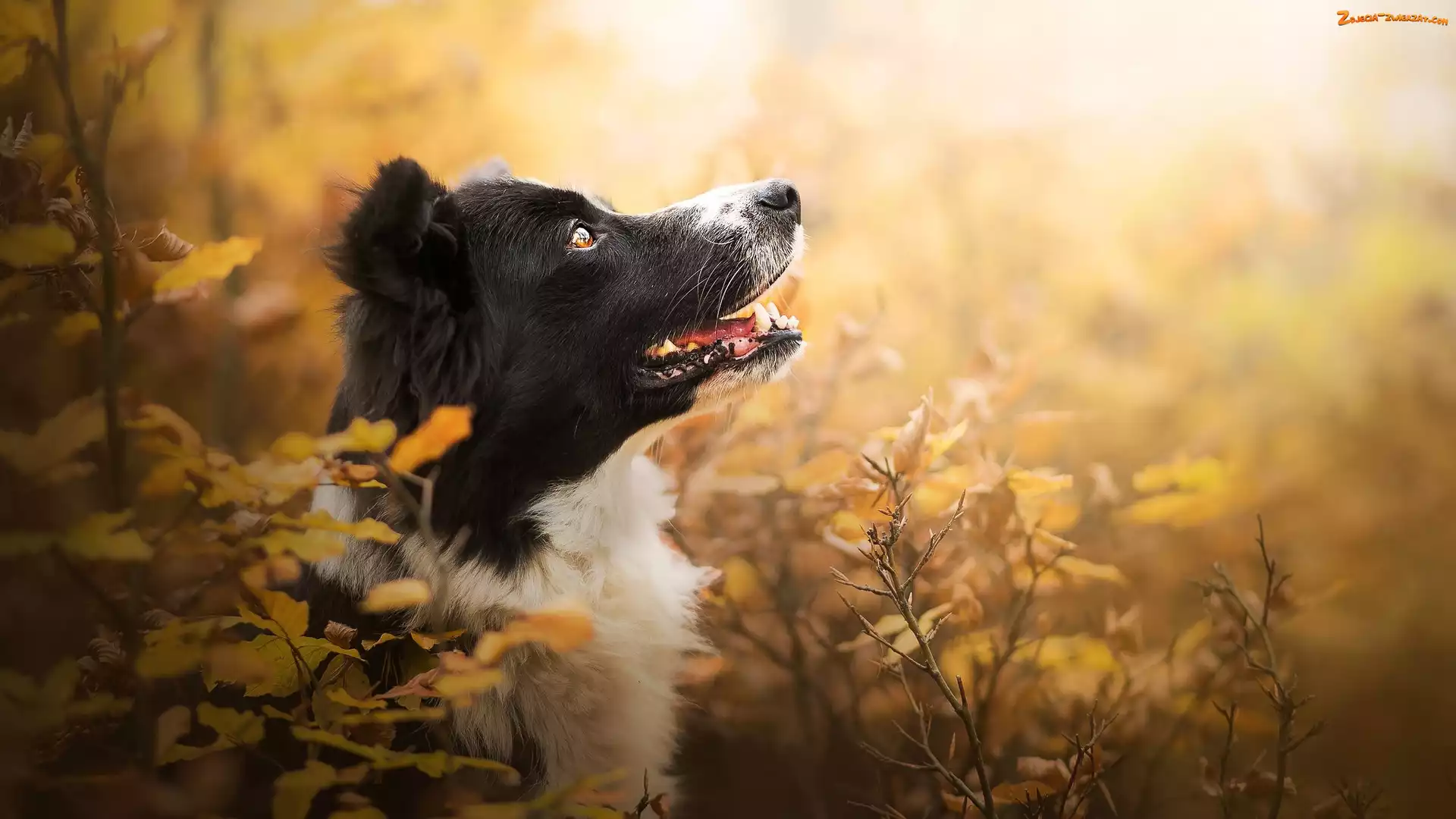 Liście, Krzewy, Border collie, Pies, Mordka