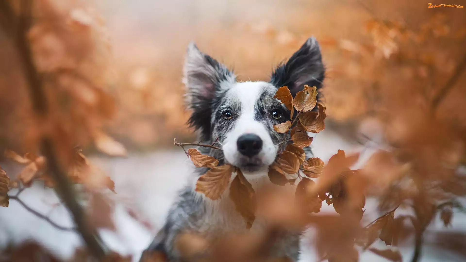 Liście, Pożółkłe, Border collie, Pies, Mordka