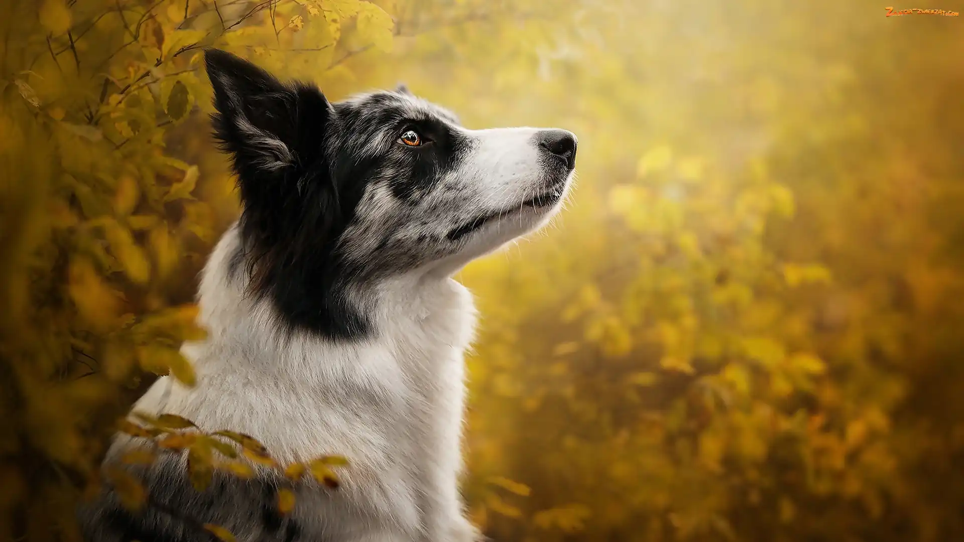 Liście, Profil, Border collie, Pies, Mordka