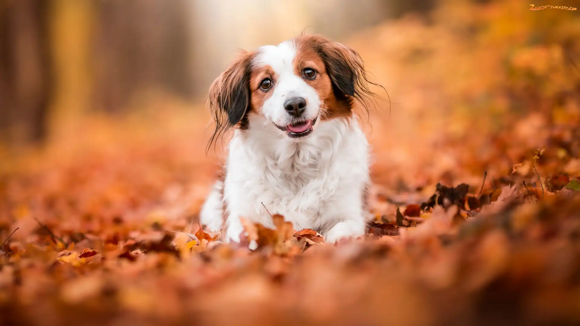 Liście, Mordka, Płochacz holenderski, Pies, Kooikerhondje