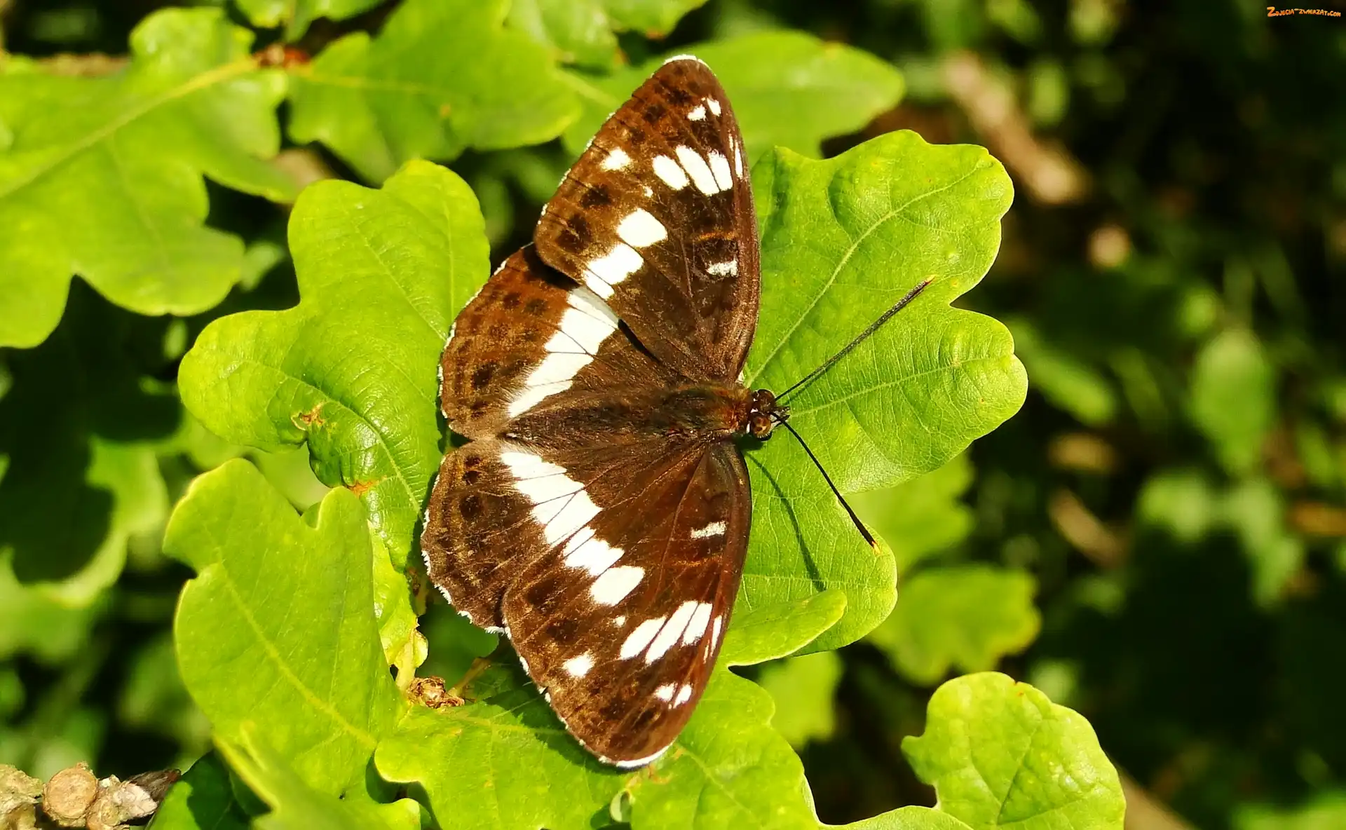 Liście, Motyl, Pokłonnik kamilla