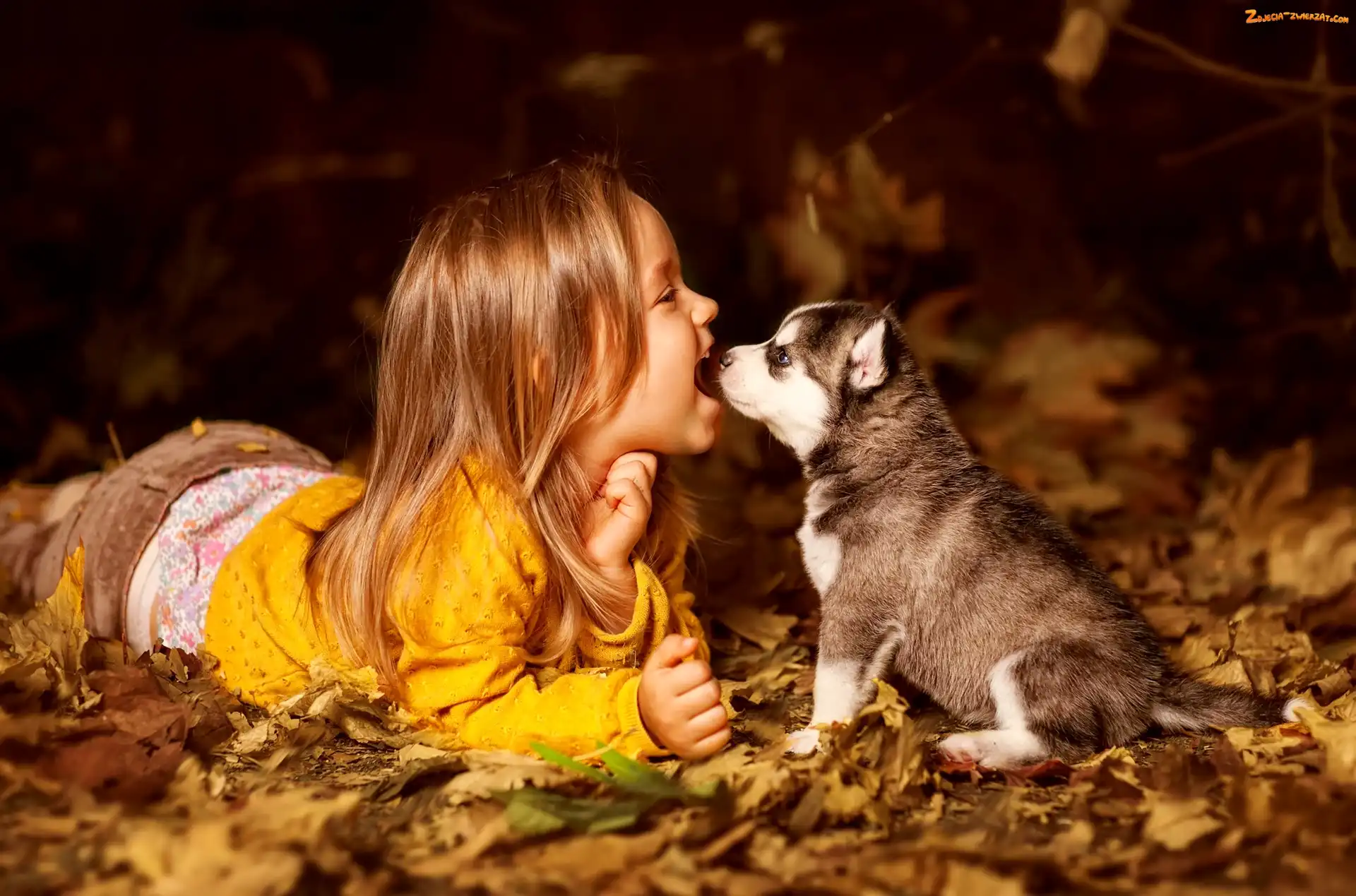 Liście, Żółte, Szczeniak, Dziewczynka, Siberian husky