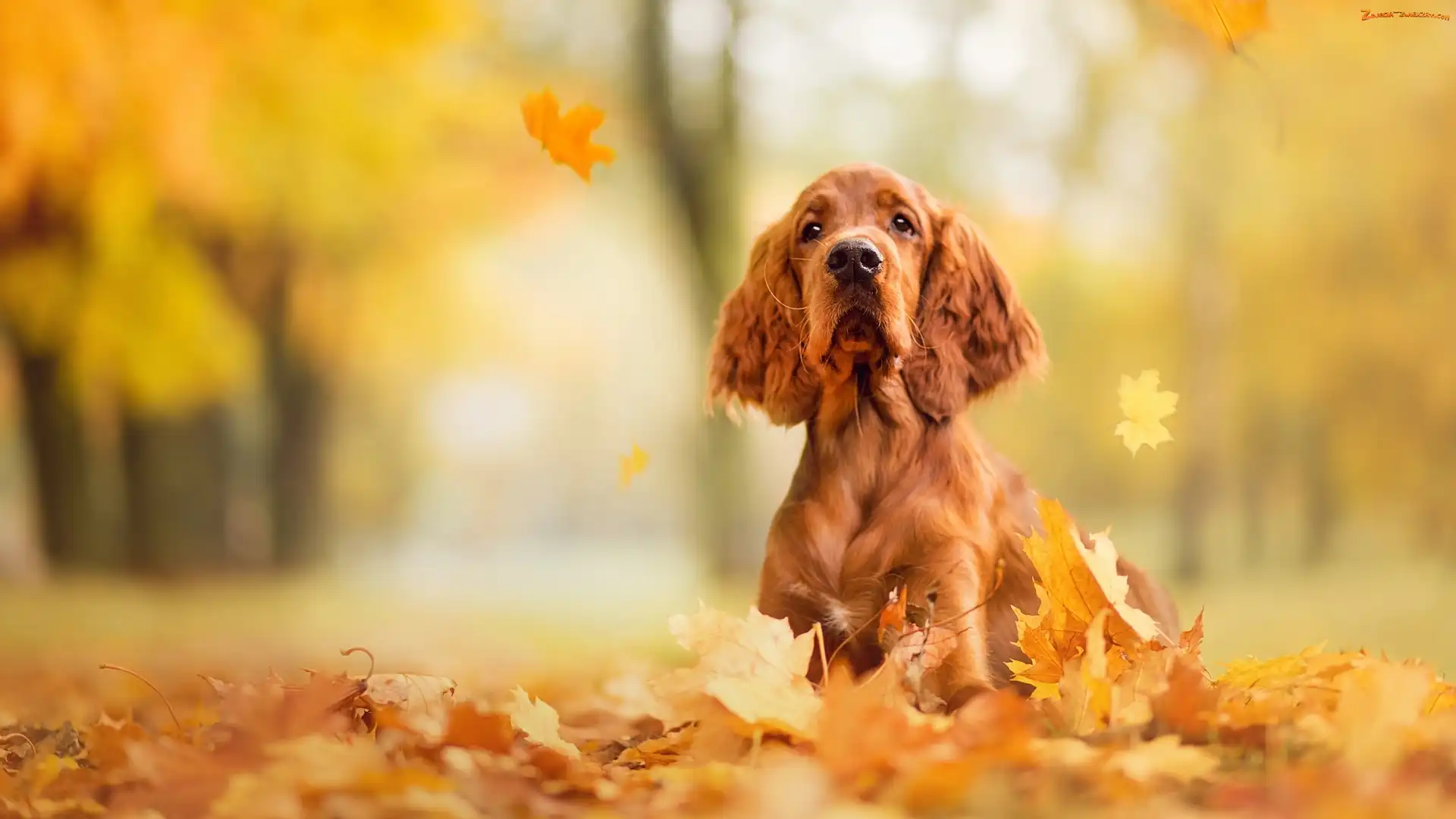 Liście, Pies, Cocker spaniel angielski