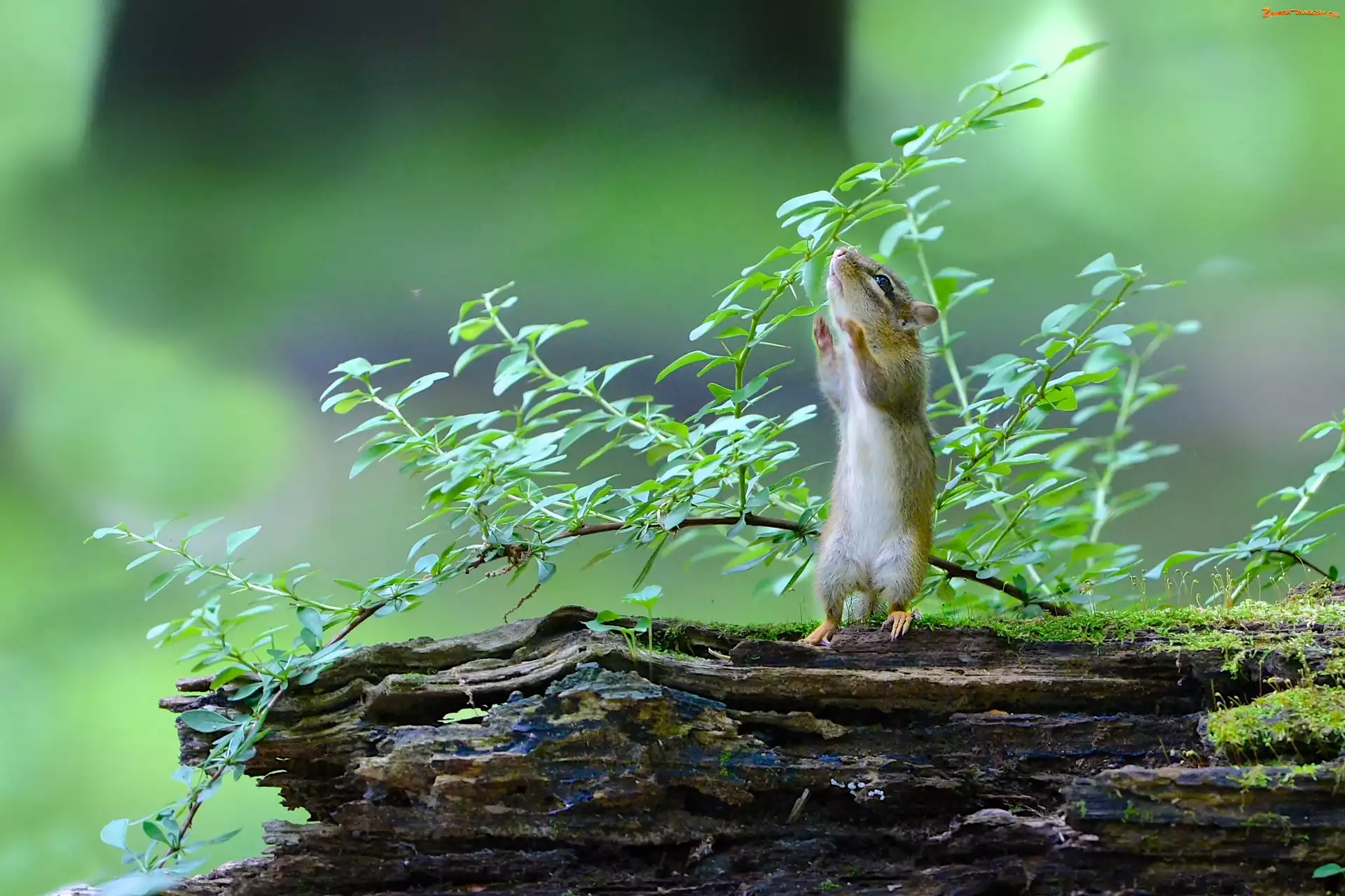 Liście, Gałąź, Chipmunk, Wiewiórka, Drzewo
