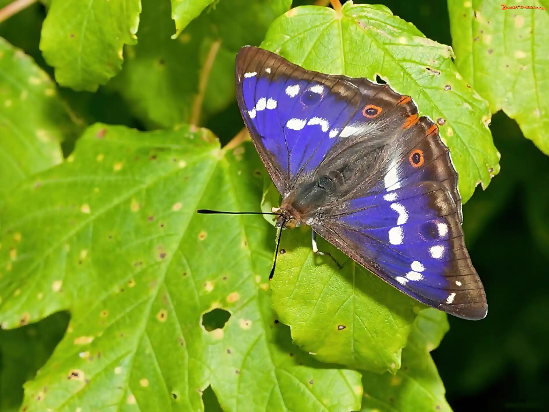 Liście, Motyl, Zielone, Niebieski