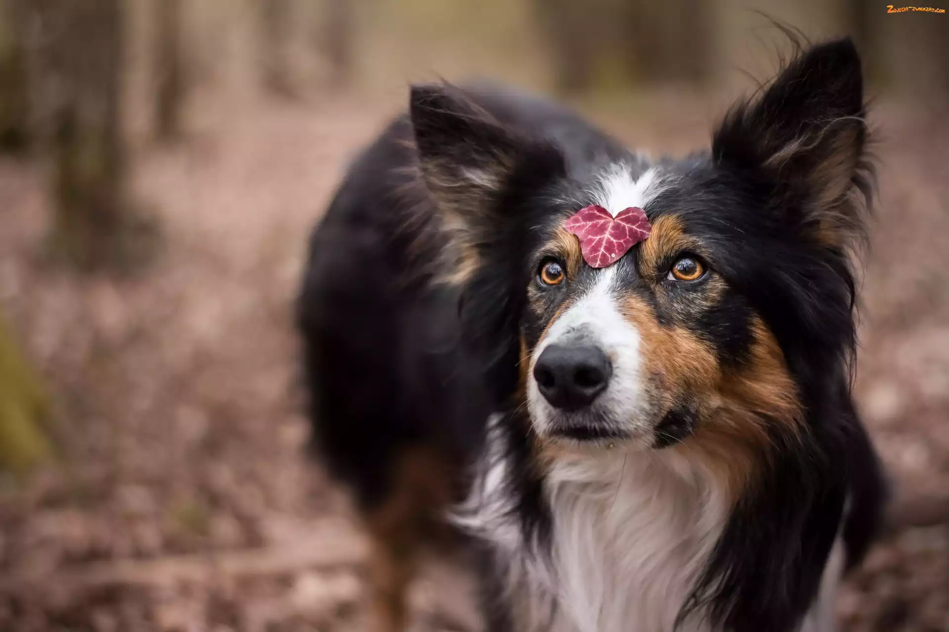 Listek, Pies, Border collie